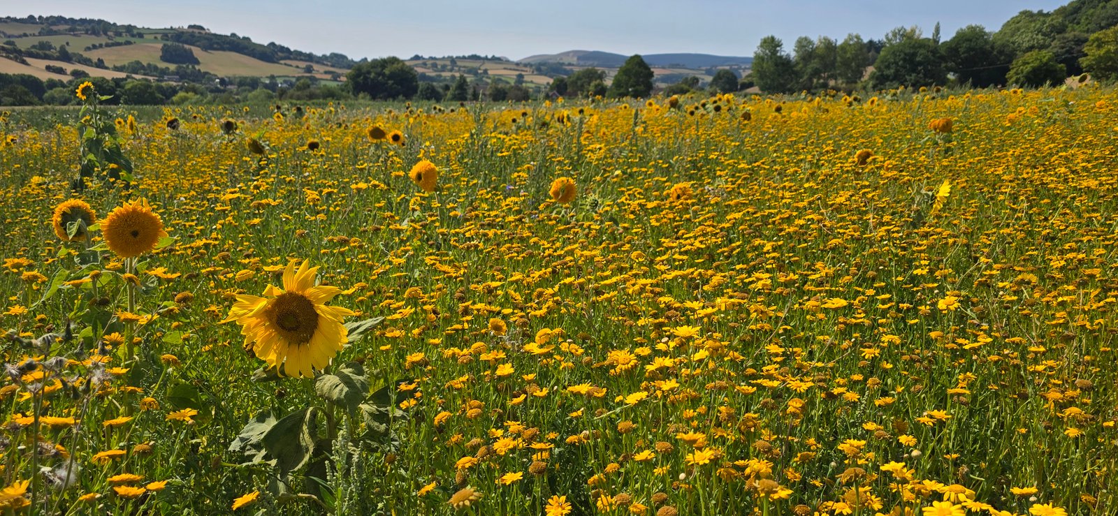 Wide sunflower field under summer light